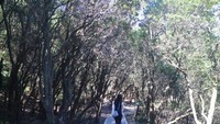Hutan di sekitar Kawah Putih yang tak kalah indah