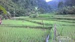 Curug Cikaracak, Tempat Asyik Menguji Adrenalin di Bogor