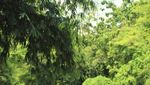 Curug Cikaso, Si Hijau Cantik di Sukabumi