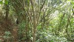 Curug Ciorok, yang Kecil & Segar Saat Mudik ke Bogor