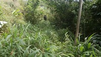 jalan setapak yang tertutup