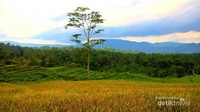 Bonus view indah ketika menunuju Curug Ngaleng