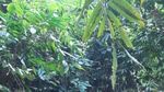 Curug Rahong Oase Tersembunyi di Kawasan Tambang Pasir