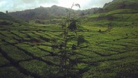Hamparan kebun teh sejauh mata memandang