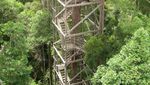Dag Dig Dug! Menyusuri Bukit Bangkirai dari Ketinggian 30 M
