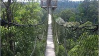Bentuk jalur Jembatan Tajuk di Bukit Bangkirai (Sumber: wisatabalikpapan.blogspot.com)