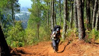 Trek berdebu membelah hutan pinus yang mengawali pendakian Gunung Burangrang