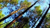 Rangkaian pohon pinus yang menghiasi hutan Gunung Burangrang
