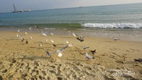 Kehadiran burung camar salah satu daya tarik yang ditawarkan di pantai Haeundae, Busan, Korea Selatan.