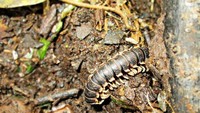 Kelabang raksasa (Myriapoda) yang kami temui di perjalanan