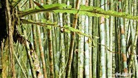 Padang bambu