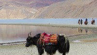 Pangong Tso benar-benar terlihat cantik dari segala sudut