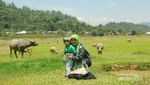 Danau di Sumbar yang Bisa Berubah Jadi Padang Rumput