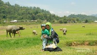 Tarusan Kamang (Agustus 2017) berubah menjadi hamparan padang rumput hijau yang luas yang dipenuhi kubangan kerbau.