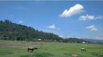 Danau di Sumbar yang Bisa Berubah Jadi Padang Rumput