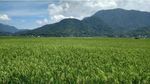 Danau di Sumbar yang Bisa Berubah Jadi Padang Rumput