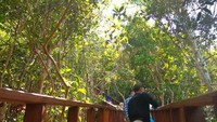 Tangga papan yang memudahkan pengunjung untuk tiba di puncak.