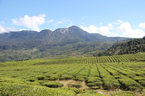 Danau Kembar dan 4 Destinasi Keren di Solok, Sumbar