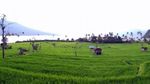 Danau Ranau, Ciptaan Tuhan yang Memukau
