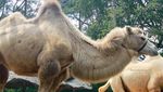 Dari Unta Sampai Harimau, Semua ada di Taman Safari Bogor