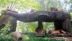 Dari Unta Sampai Harimau, Semua ada di Taman Safari Bogor