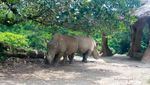 Dari Unta Sampai Harimau, Semua ada di Taman Safari Bogor
