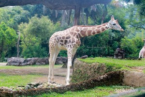 Dari Unta Sampai Harimau, Semua ada di Taman Safari Bogor