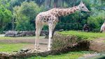Dari Unta Sampai Harimau, Semua ada di Taman Safari Bogor