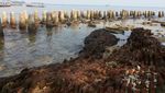 Daripada Molor, Mending ke Pulau Kelor