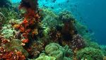 Decak Kagum yang Tak Henti di Wakatobi