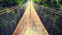 Kayu Ulin dari Papua yang menjadi bahan dasar jembatan gantung ini