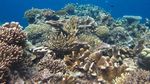 Derawan Pamer Keindahan di Pameran Gebyar Wisata