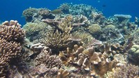 Terumbu karang yang memesona di Pulau Maratua, Derawan (aryo bilowo r/dTraveler)