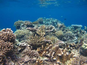Derawan Pamer Keindahan di Pameran Gebyar Wisata