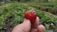 kebun Strawberry di sekitar kecamatan