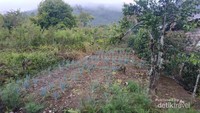 kebun sayur masyarakat, yang ber view bukit bekabut