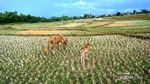 Desa Mantar yang Bersahaja di Sumbawa