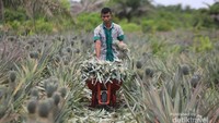 Petani tengah mengumpulkan nanas yang baru saja dipanen untuk dipasarkan ke Pulau Jawa