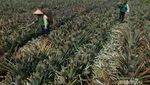Desa Penyengat Si Penghasil Nanas