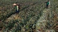 Hamparan kebun nanas yang luas, di Desa Penyengat, Siak, Riau