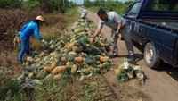 Petani sedang memuat buah nanas ke mobil pengangkut untuk pasar domestik