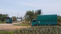 Sejumlah truk menuju Kebun Nanas di Desa Penyengat, untuk mengangkut buah tersebut ke Pasar Induk, Kramat Jati, Jakarta Timur