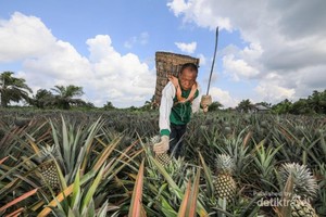 Desa Penyengat Si Penghasil Nanas