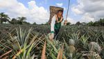 Desa Penyengat Si Penghasil Nanas