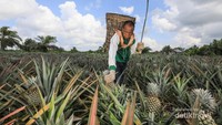 Seorang petani nanas Kelompok Tani Binaan RAPP, Desa Penyengat sedang melakukan panen nanas