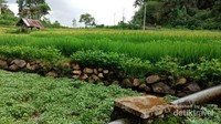 Padi dan selada air yang menghijau