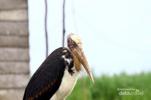Desa Terapung Muara Ohong & Bangau Tong-tong di Tepi Sungai Mahakam