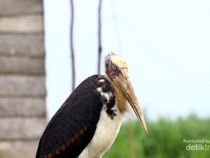 Desa Terapung Muara Ohong & Bangau Tong-tong di Tepi Sungai Mahakam