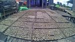 Desa Wisata Pela, Surga Pesut Mahakam yang Langka
