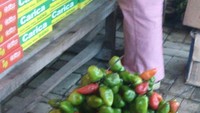 Cabe Godut, kentang, Ubi Jalar